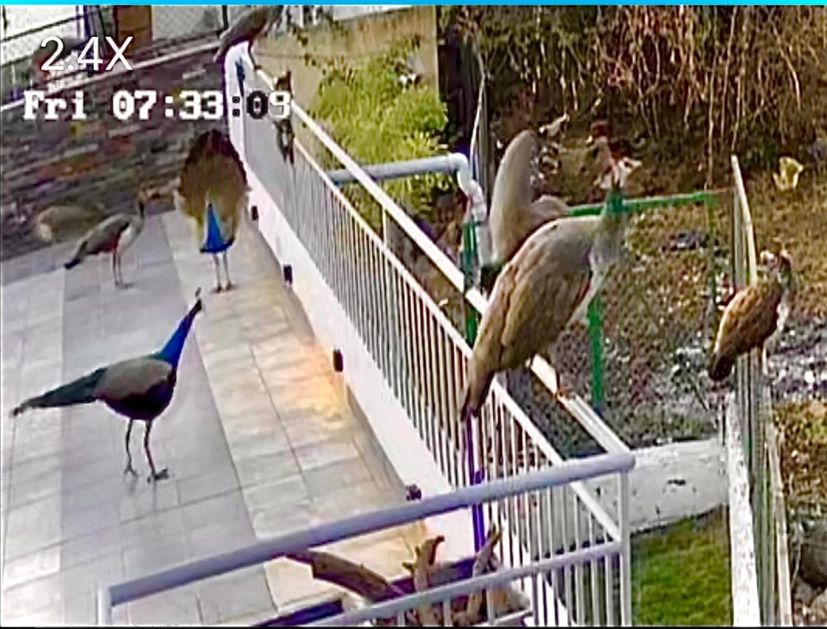 Peacock Hill Homestay ボーパール エクステリア 写真